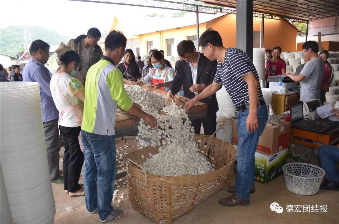 广西最新养蚕基地｜广西新兴蚕桑养殖基地揭晓