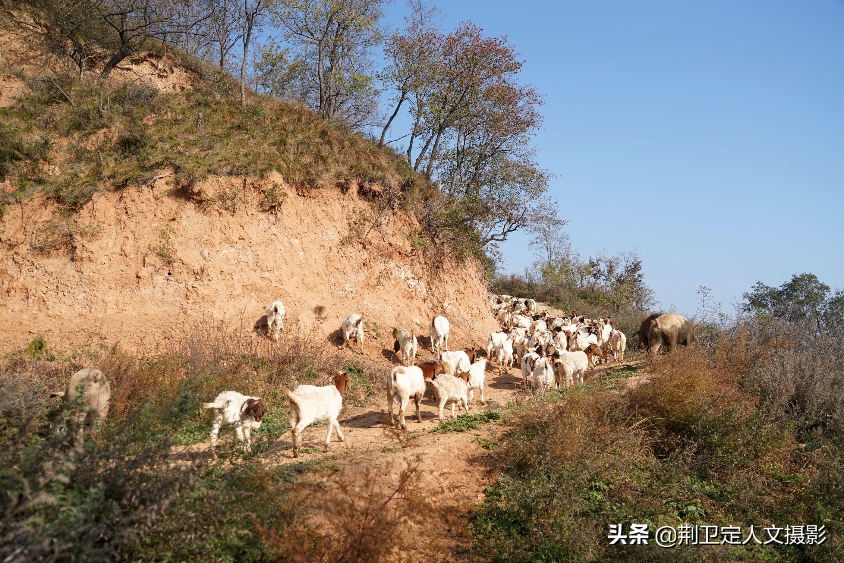 山西猪市实时动态