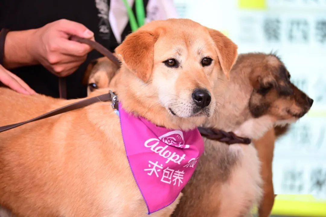 昆明萌宠寻家之旅：新伙伴等你来领养