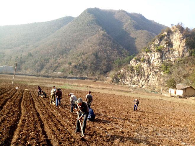 杜仲市场最新动态解析：行情走势一览